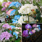Simulated Hydrangea Solar Light - Outdoor Garden Decoration