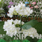 Simulated Hydrangea Solar Light - Outdoor Garden Decoration